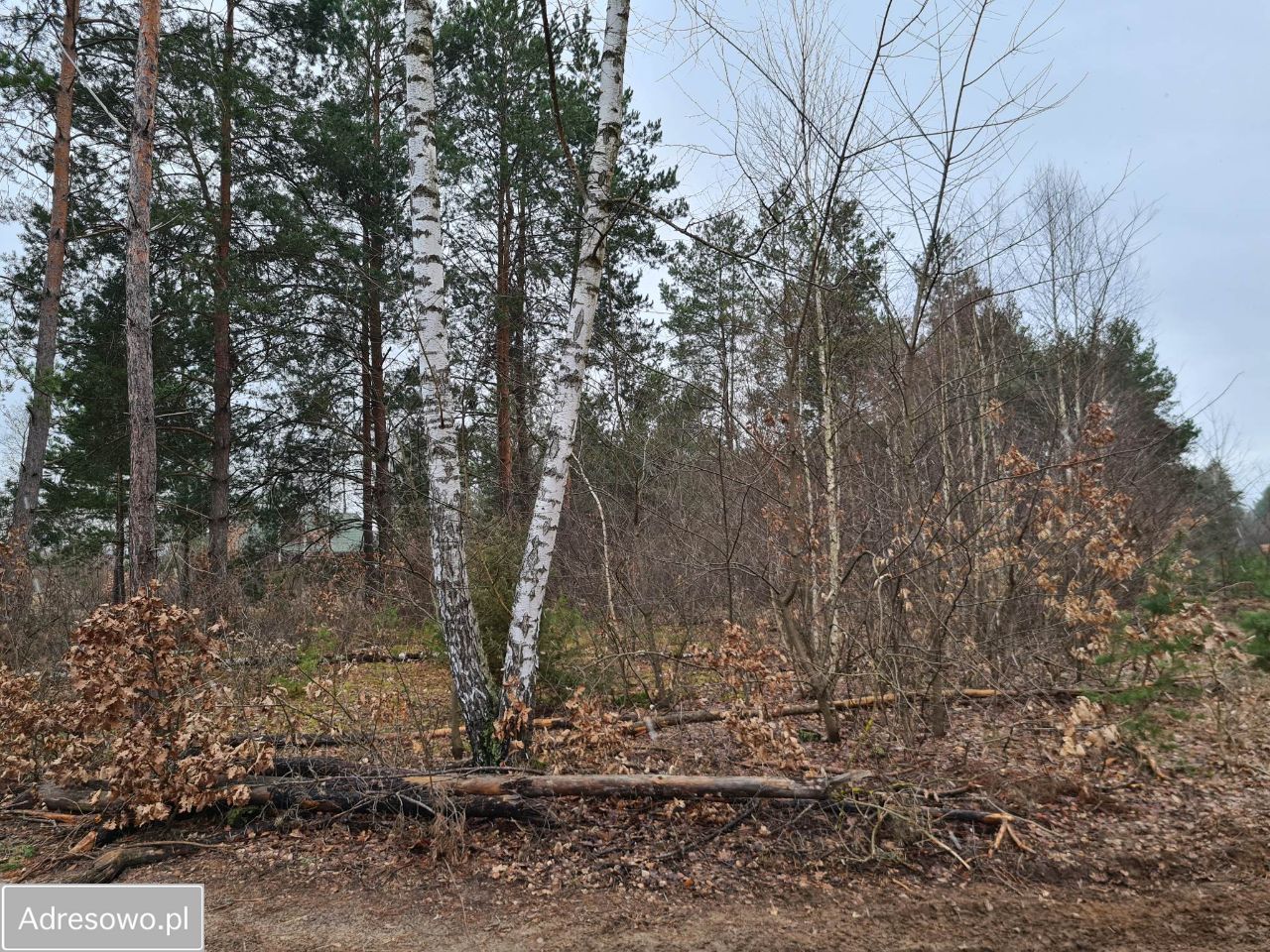 Działka rolno-budowlana Molendy. Zdjęcie 8