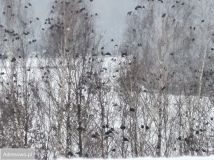 Mieszkanie 3-pokojowe Katowice Muchowiec, ul. Francuska. Zdjęcie 2