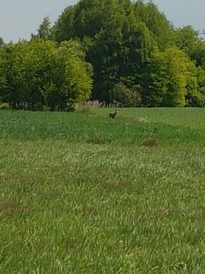 Działka rolno-budowlana Niesułowice. Zdjęcie 7