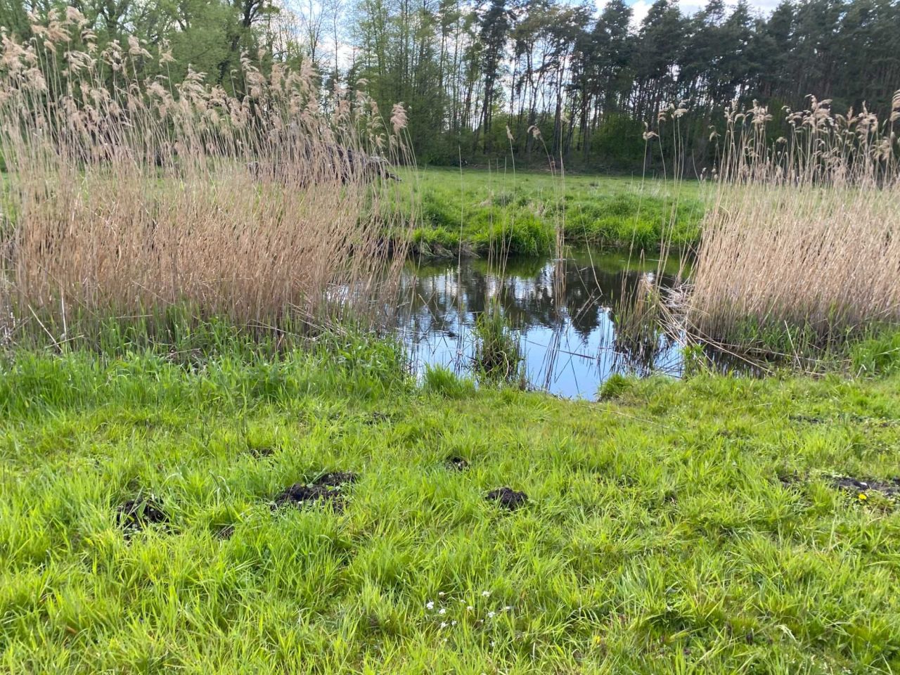 Działka rolna Rąbczyn Nowa Wieś. Zdjęcie 3