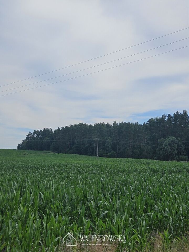 Działka leśna Pasieka. Zdjęcie 6