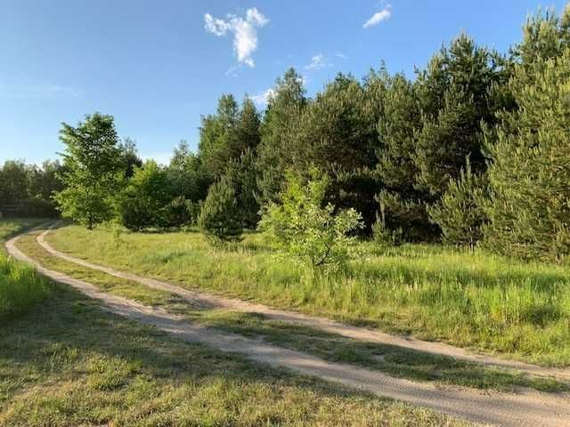 Działka rolna Pilchy. Zdjęcie 8