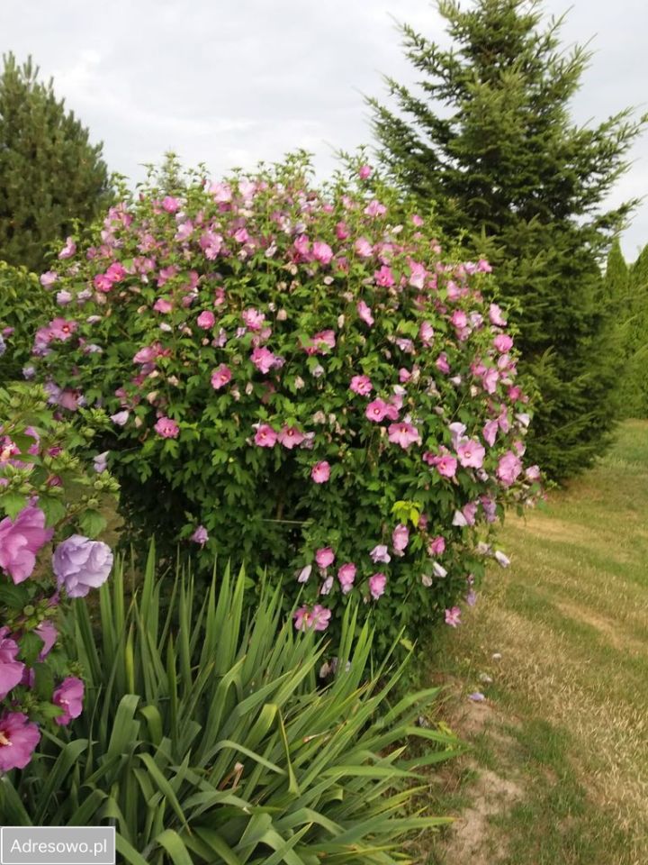 Działka budowlana Bogucin. Zdjęcie 8