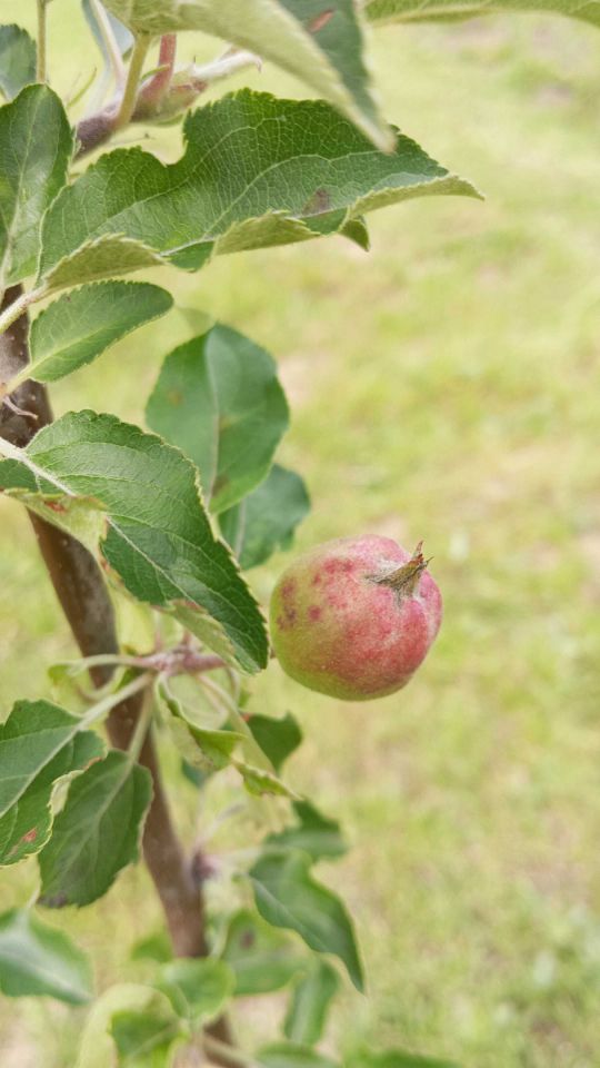 Działka rod Mielec. Zdjęcie 8