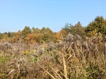 Działka budowlana Zgierz Okręglik, ul. Okręglik. Zdjęcie 4