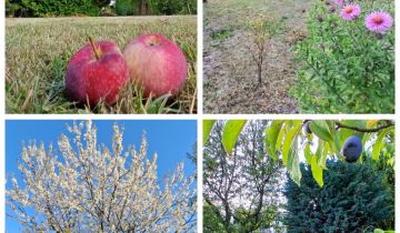 Działka rod Rogoźnik