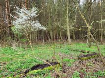 Działka rolno-budowlana Dąbrowa. Zdjęcie 1