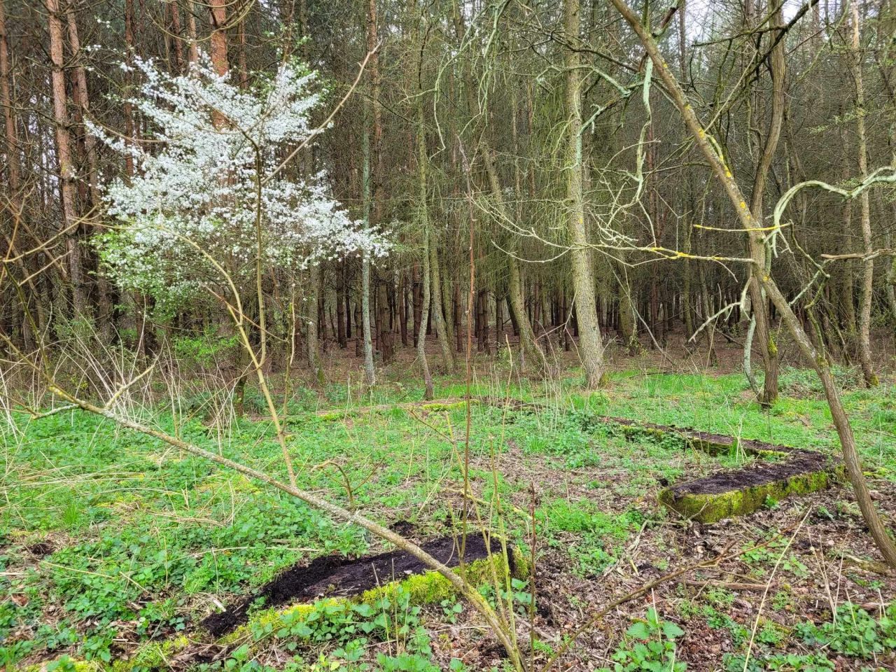 Działka rolno-budowlana Dąbrowa. Zdjęcie 2