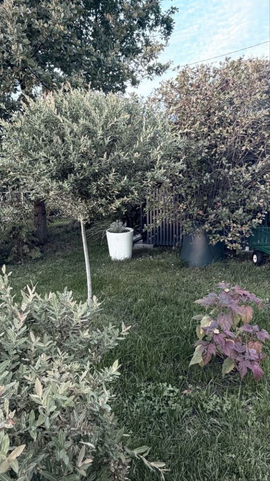 Działka rod Wołomin. Zdjęcie 8