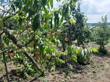 dom wolnostojący, 4 pokoje Grabowiec-Góra. Zdjęcie 2