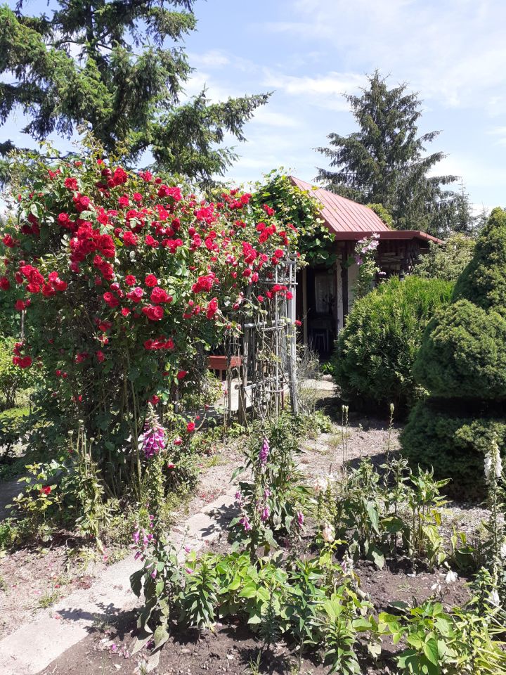 Działka rod Ciechanów, Opinogórska. Zdjęcie 2