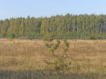 Działka inwestycyjna Mława Mława-Wólka, ul. Tekli Bądarzewskiej. Zdjęcie 4