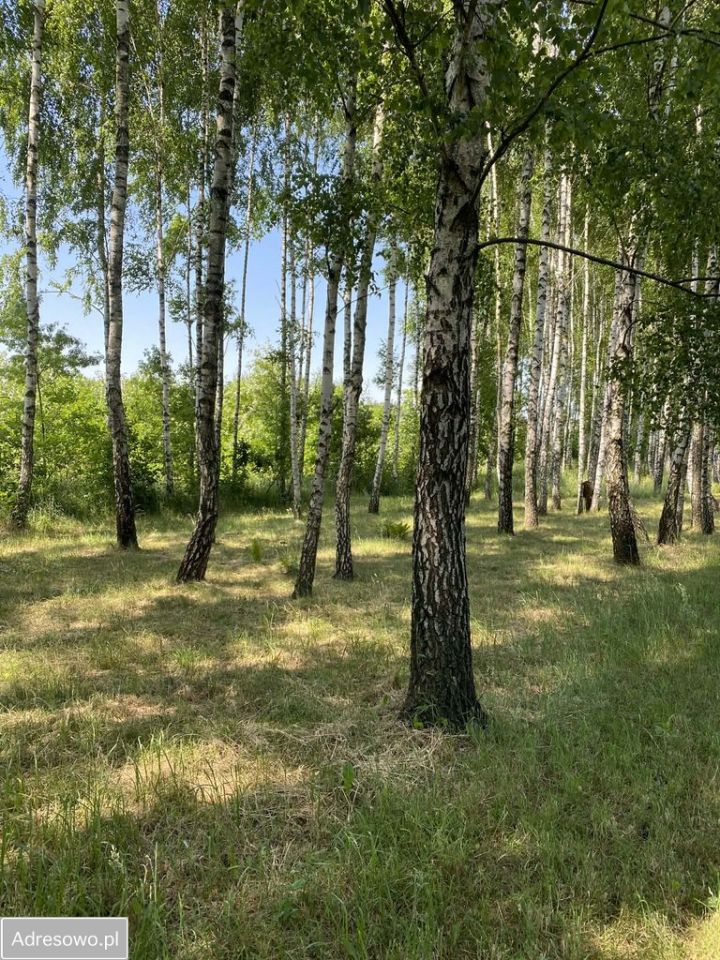 Działka inwestycyjna Grabce-Towarzystwo, ul. Główna. Zdjęcie 11