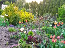 Działka rolno-budowlana Bolimowska Wieś. Zdjęcie 3