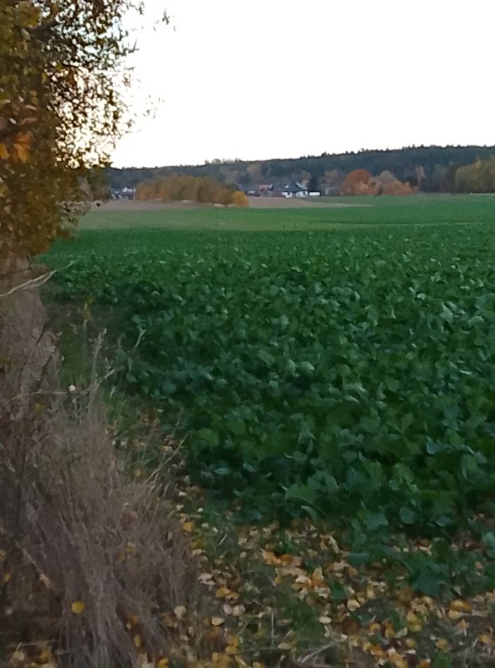 Działka rolna Joaniów. Zdjęcie 5