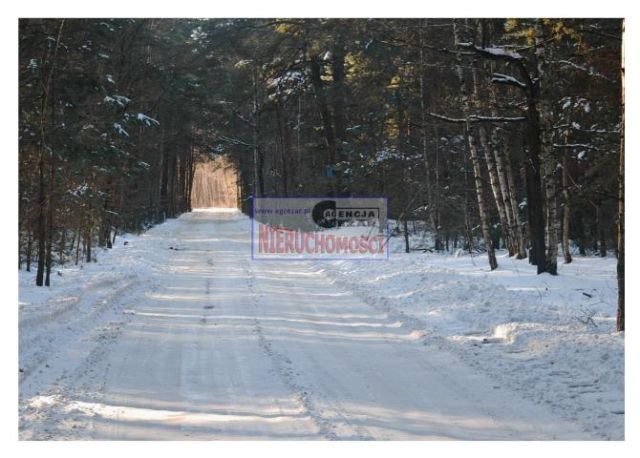 Działka leśna Tartak, Azaliowa. Zdjęcie 9