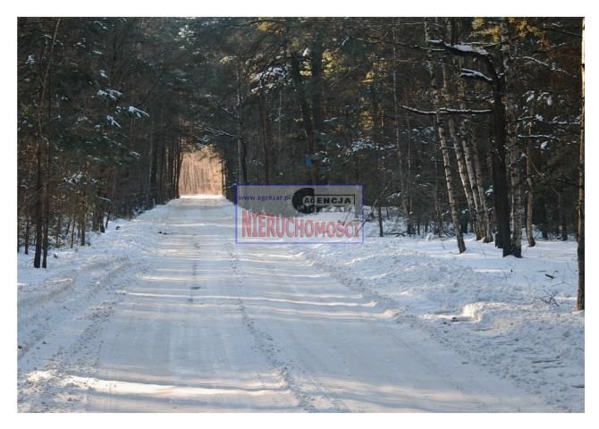 Działka leśna Tartak, Azaliowa. Zdjęcie 9