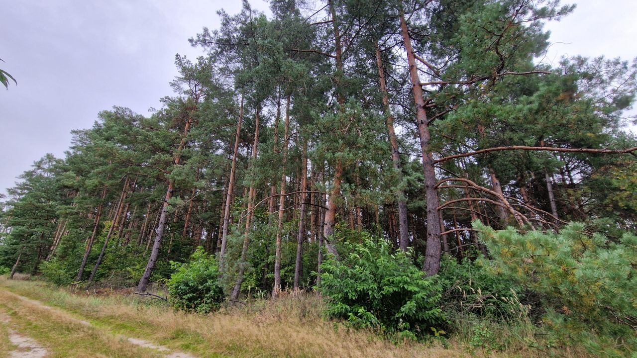 Działka inwestycyjna Wszewilki Pomorska, ul. Leśna. Zdjęcie 7