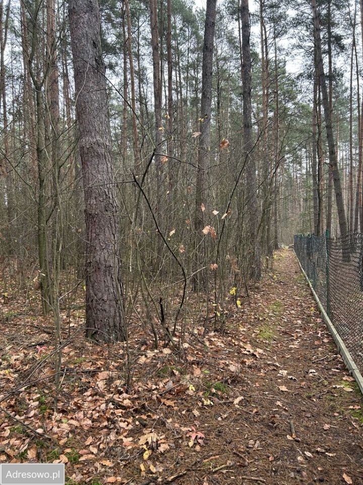 Działka leśna Adamów-Wieś, ul. Kaliny. Zdjęcie 16