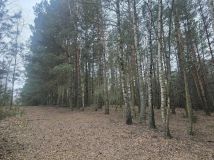 Działka leśna Młyniec Drugi. Zdjęcie 3