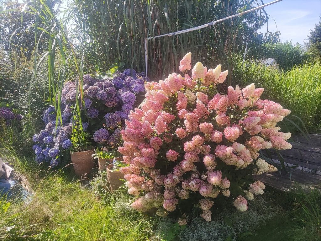 Działka rod Gdynia Obłuże. Zdjęcie 4