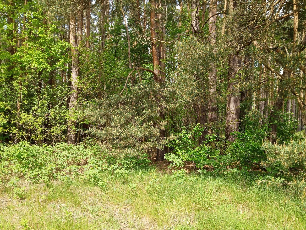 Działka budowlana Bieniewiec, ul. Barwna. Zdjęcie 11