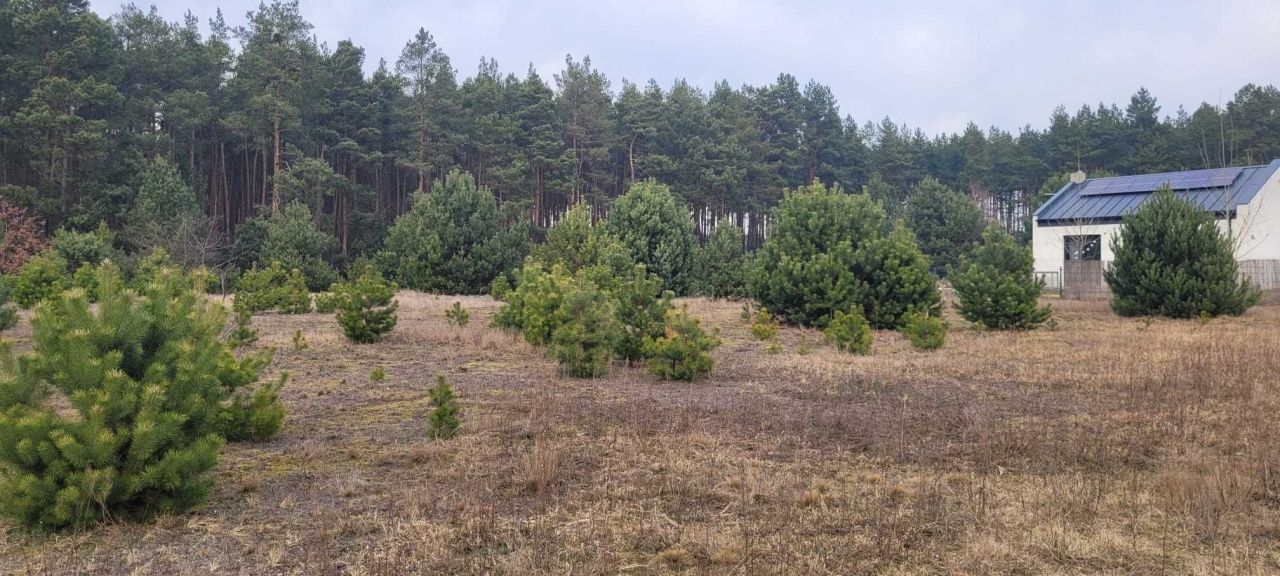 Działka rolno-budowlana Palaty. Zdjęcie 2