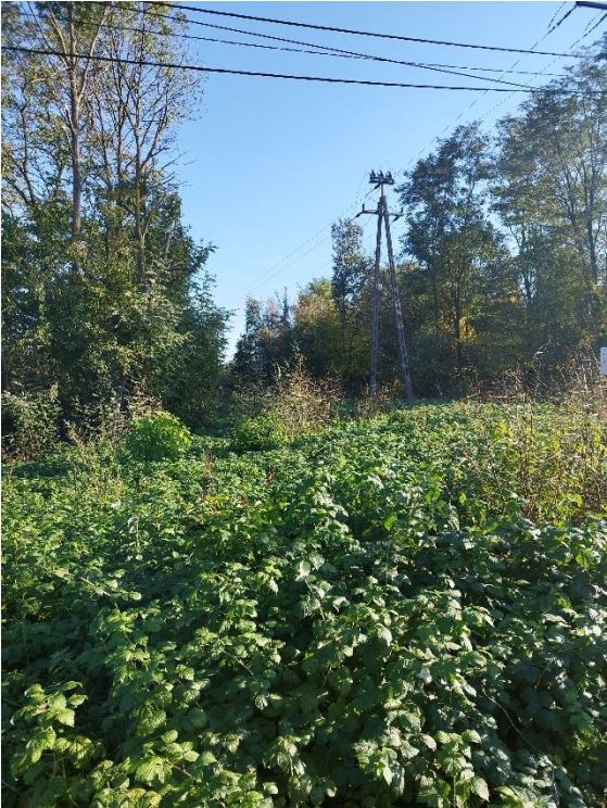 Działka leśna Budy Opożdżewskie. Zdjęcie 2