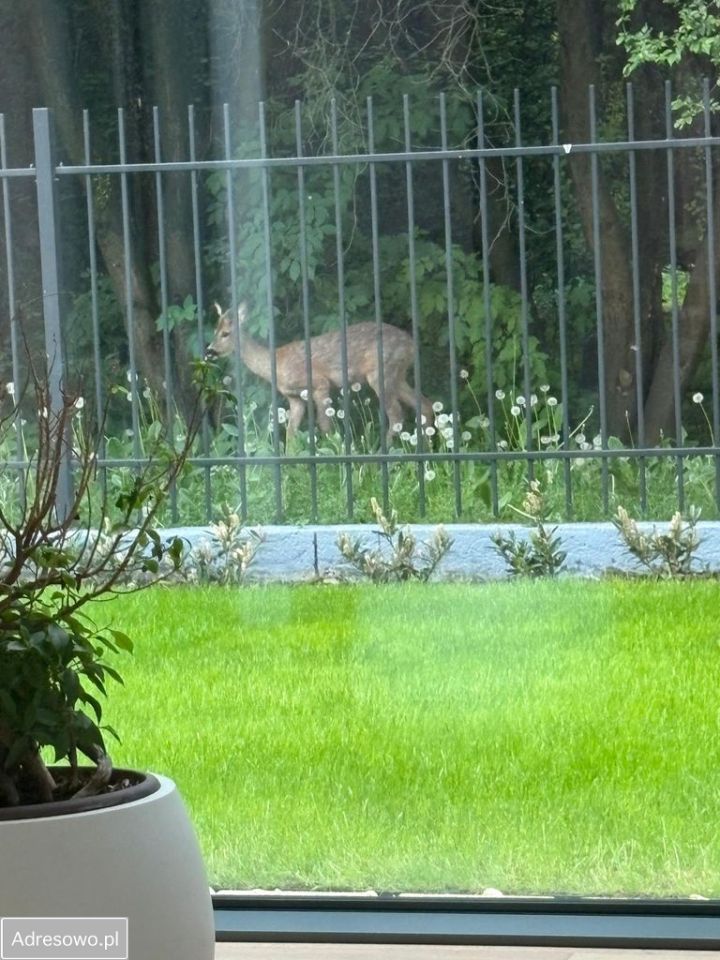 dom wolnostojący, 6 pokoi Warszawa Wilanów, ul. Rosy. Zdjęcie 18