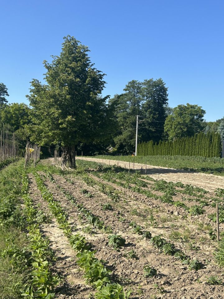 Działka rolna Giebułtów Podwikle, ul. Olszynowa. Zdjęcie 6