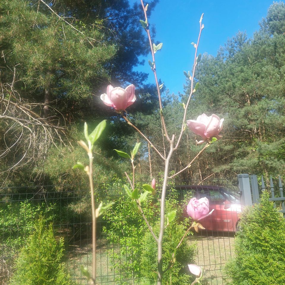 Działka budowlana Mauryców, ul. Sosnowa. Zdjęcie 16