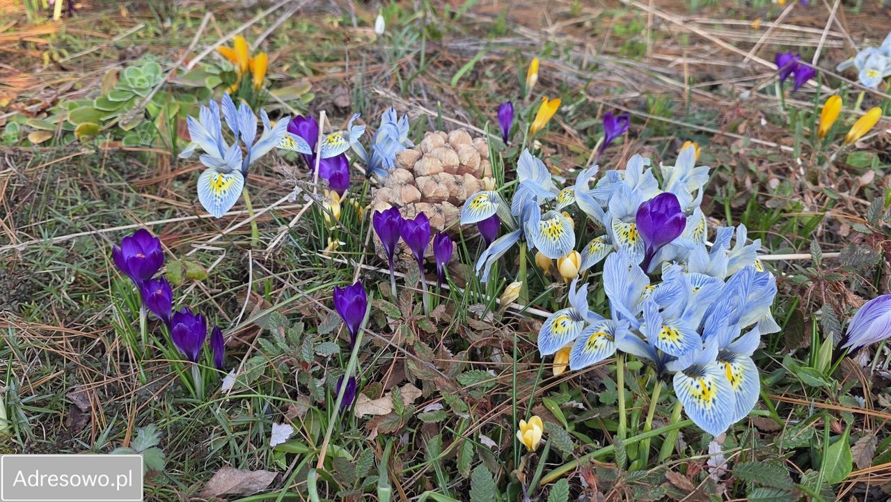 Działka rod Bielsko-Biała Kamienica. Zdjęcie 11