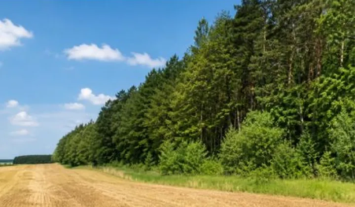 Działka budowlana Maksymilianów