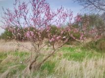 Działka budowlana Zawada, ul. Kępska. Zdjęcie 1