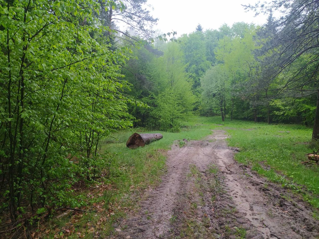 Działka Trzepieciny. Zdjęcie 7