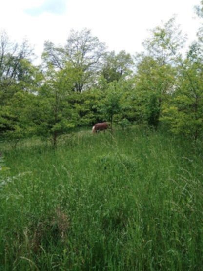 Działka rolno-budowlana Zysławice Jankowskie. Zdjęcie 2