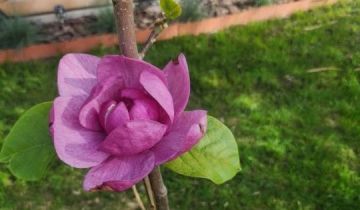 Działka rod Tarnów