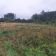 Działka rolna Chotum. Zdjęcie 1
