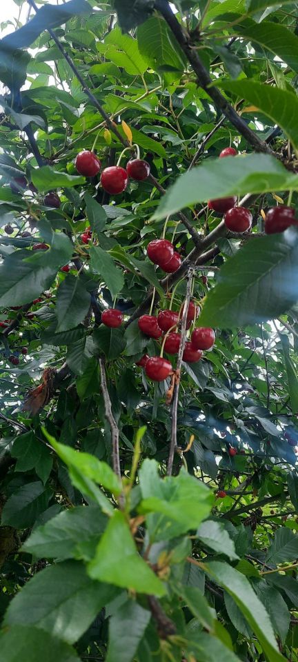 Działka rod Gdańsk. Zdjęcie 5