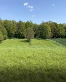 Działka budowlana Wierciszów. Zdjęcie 2