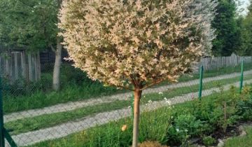 Działka rod Gdańsk Rębiechowo, ul. Nowatorów