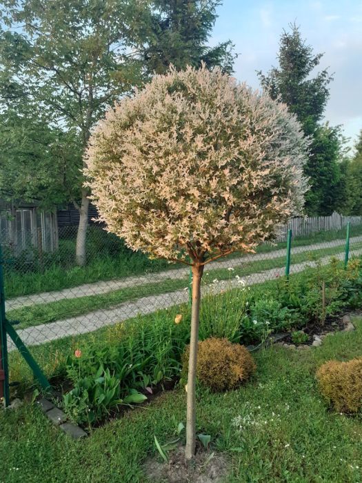 Działka rod Gdańsk Rębiechowo, ul. Nowatorów. Zdjęcie 2