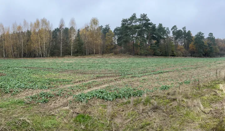 Działka rolna Szczutki