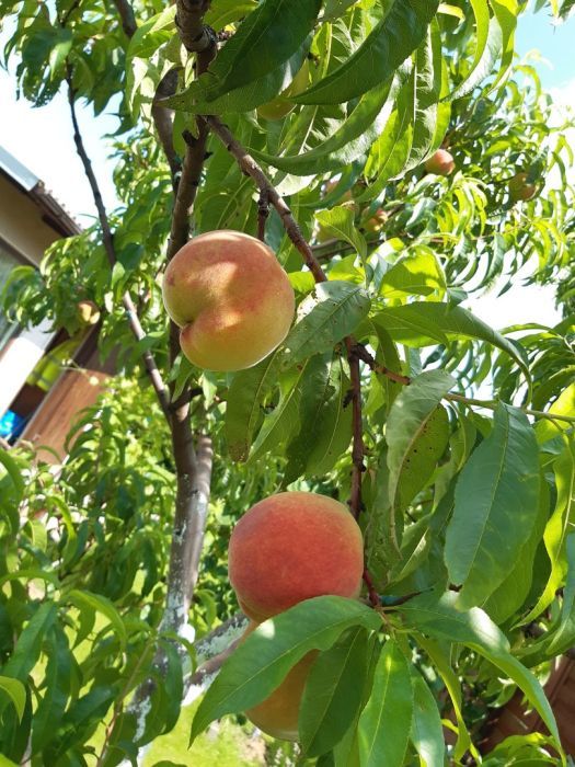Działka rod Gdynia Oksywie, ul. Zielona. Zdjęcie 14
