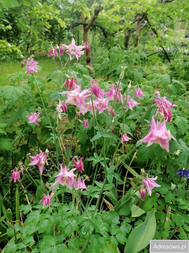 Działka rod Warszawa Mokotów, ul. Racławicka. Zdjęcie 9