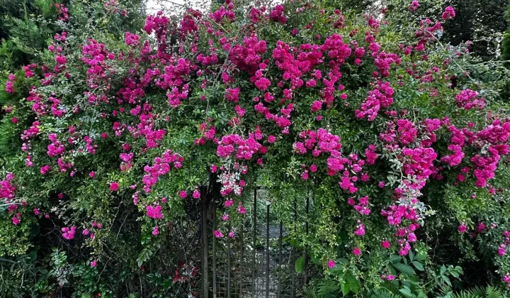 Działka rod Sosnowiec, ul. Działkowa