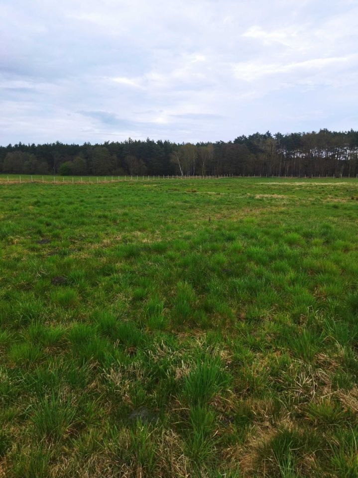 Działka rolna Stary Widzim. Zdjęcie 6