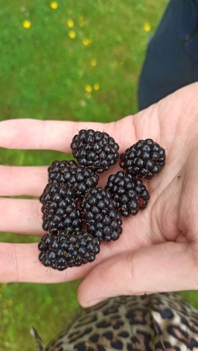 Działka rod Gdańsk Przymorze. Zdjęcie 15