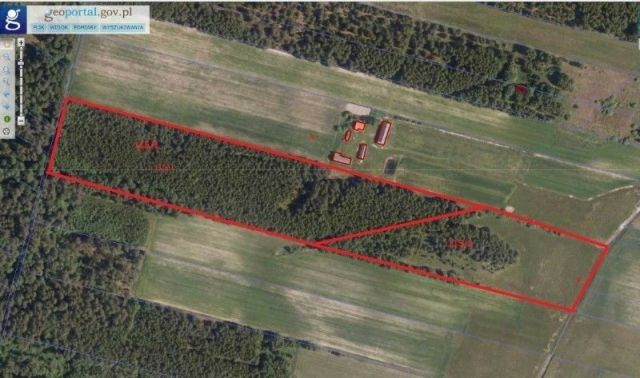 Działka leśna Koszoły. Zdjęcie 1