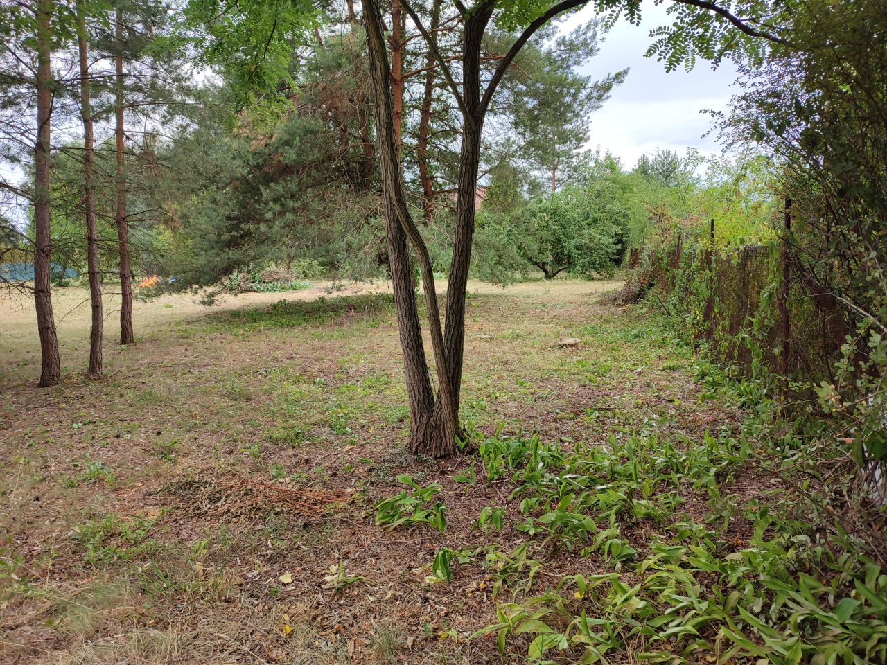 Działka budowlana Marylka, ul. Sosny. Zdjęcie 6